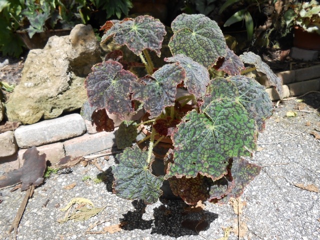 B. ‘Lynda Evans’